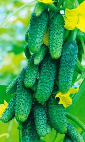 Огурец ДЖЕНТЕЛЬМЕНЫ F1 &mdash; Очень приличные огурчики с прекрасными огуречными манерами! Всегда раннее и обильное плодоношение!