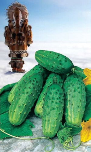 Огурец ЭСКИМОС F1 &mdash; Безумно урожайный! Супер холодостойкий! Малолиственный! Засолочный! Для Северных регионов!