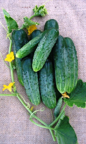 Огурец ФЕНИКС ПЛЮС (большой пакет)