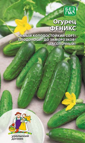 Огурец ФЕНИКС &mdash; Самый холодостойкий сорт! Плодоносит до заморозков! Засолочный!