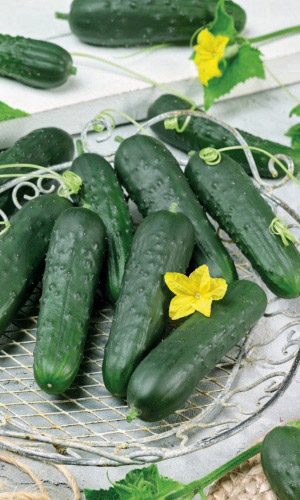 Огурец ФЕРМЕР F1 &mdash; Плодоносит до осенних заморозков! Невероятная устойчивость к болезням! Засолочный!