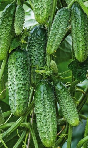 Огурец ФОРА F1 &mdash; Пучковый! Засолочный! Плодоносит до заморозков! Фору даст всем конкурентам!