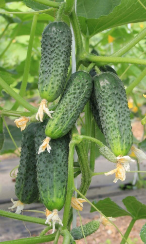 Огурец ФРУКТОВЫЙ F1 &mdash; Холодостойкий! Не болеет! Длительное и непрерывное плодоношение! Необычайно вкусен!