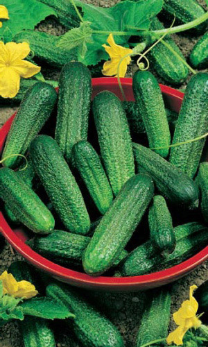 Огурец ГИНГА F1 &mdash; Скороспелый,  самоопыляемый гибрид! Без горечи! Плодоносит до заморозков!