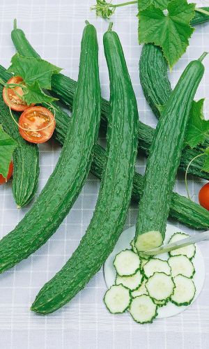 Огурец КИТАЙСКОЕ ЧУДО F1 &mdash; Хрустящие, ароматные, сладкие плоды! Холодоустойчивый, болезнеустойчивый!