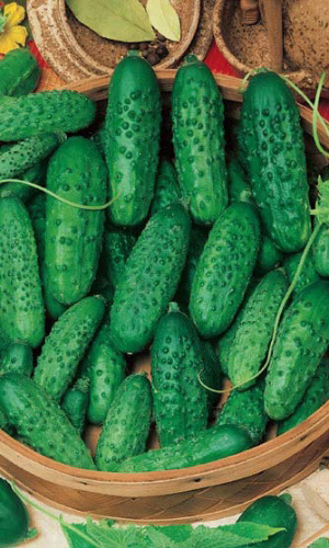 Огурец КОРНЕТ F1 &mdash; Легко переносит как ночные пониженные температуры, так и дневной солнцепёк!