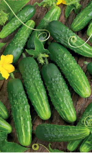 Огурец КОРВЕТА F1