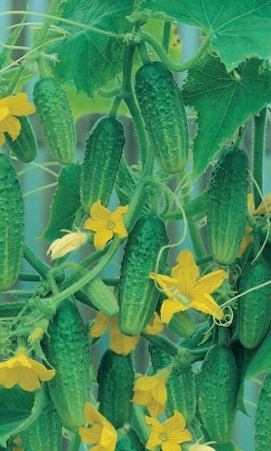 Огурец КРЕПЫШ F1