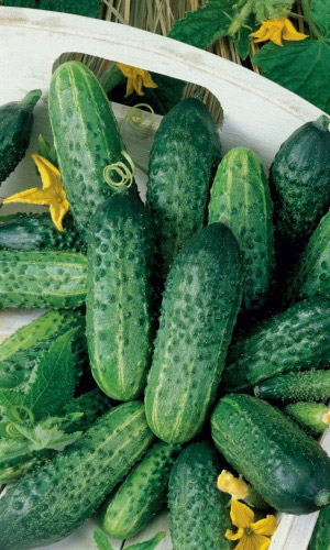 Огурец КРЕПЫШ F1