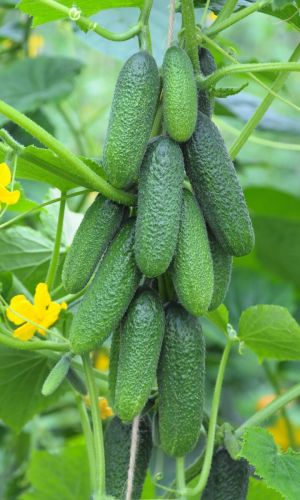 Огурец ЛА БЕЛЛА F1