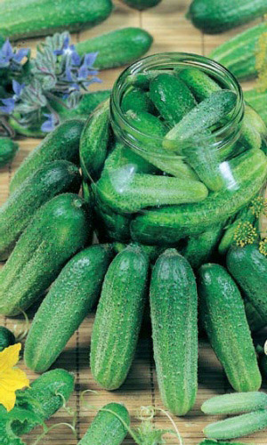 Огурец ЛИБЕЛЛЕ F1