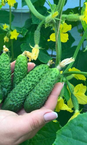 Огурец МАЛЫШ-КРЕПЫШ F1 &mdash; Самый сладкий! Самый хрустящий! Лучший для засолки!