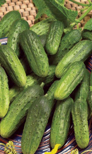 Огурец МАЛЫШ &mdash; Рекомендуем!