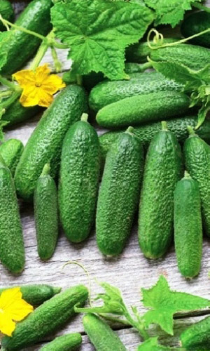 Огурец МИНИ-МИНИ F1