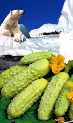 Огурец МИШКА НА СЕВЕРЕ F1 &mdash; Небывалая урожайность! Экзотический вид! Великолепный вкус и аромат! Не болеет!