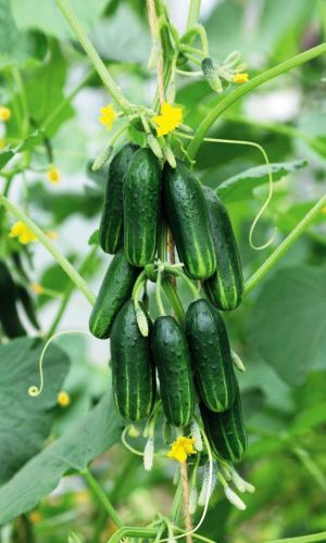 Огурец МОЛОДО-ЗЕЛЕНО F1 &mdash; Челябинская селекция!