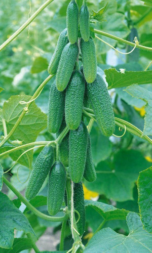 Огурец ОБХРУСТИШЬСЯ F1