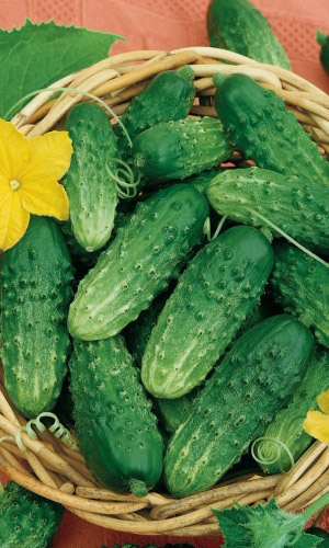 Огурец ПОД ВОДОЧКУ F1