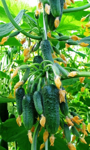 Огурец ПУЧКОВОЕ ВЕЛИКОЛЕПИЕ F1