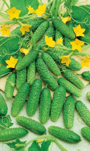 Огурец СЕМЁНОВНА F1 &mdash; Корнишонное изобилие! Пучковый! Вкусен с грядки и из банки!