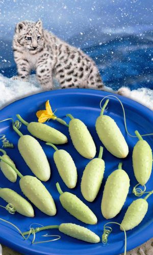 Огурец СНЕЖНЫЙ БАРС