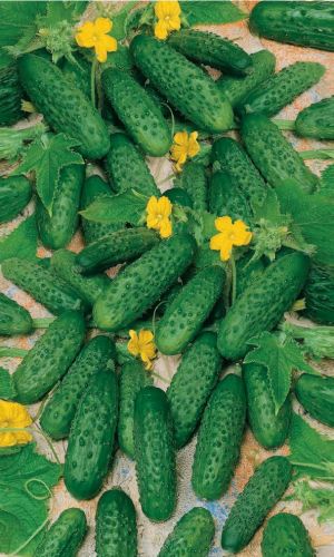 Огурец ТАТАРИН F1 &mdash; Скороспелый! Сверхурожайный! Плотный и хрустящий! Без горечи! Для засолки и консервирования!