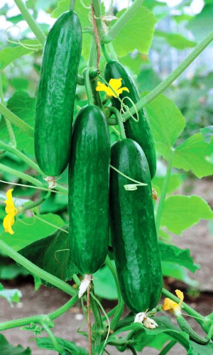 Огурец ТАЙФУН F1