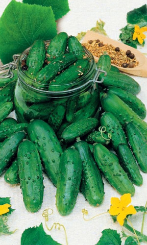 Огурец ТЁЩИНО СЧАСТЬЕ &mdash; Тёщино счастье это не только зять, но и одноимённый, урожайный сорт огурца! В засоле всегда плотные и хрустящие!