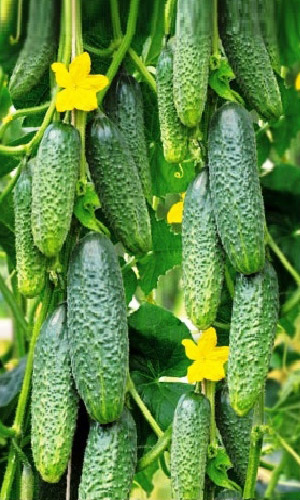 Огурец ТОЛЯН F1