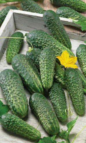 Огурец ТРИ ТАНКИСТА F1 &mdash; Скороспелый! Пучковый! Плодоносит до заморозков!