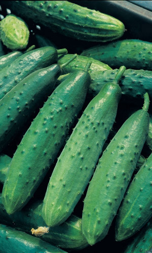 Огурец ТУРНИР F1 &mdash; Побеждает другие сорта по всем показателям! Зеленцы без горечи! Устойчив к перепаду температур!