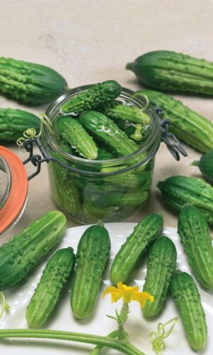 Огурец УЛЬТРАСКОРОСПЕЛЫЙ ДРАЖЕ &mdash; Первый огурчик! Для открытого грунта – огурец не доставит вам хлопот! Переносит засуху!