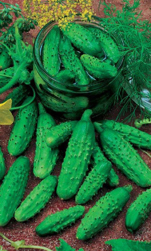 Огурец ВЕРНЫЕ ДРУЗЬЯ F1