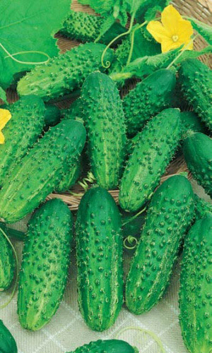 Огурец СОЛЁНЫЕ УШИ F1 &mdash; Сладкий, хрустящий и невероятно щедрый! Теневыносливый! Засолочный! Хорошая урожайность!