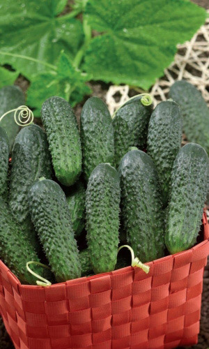 Огурец ВЕСЁЛАЯ СЕМЕЙКА F1