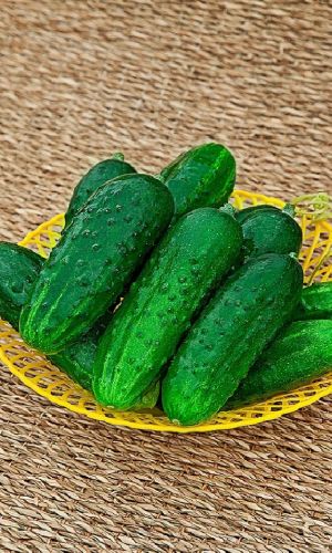 Огурец ВОСТОК &mdash; Ценится за высокий выход товарной продукции и хорошие товарные качества плодов, долго не желтеют!