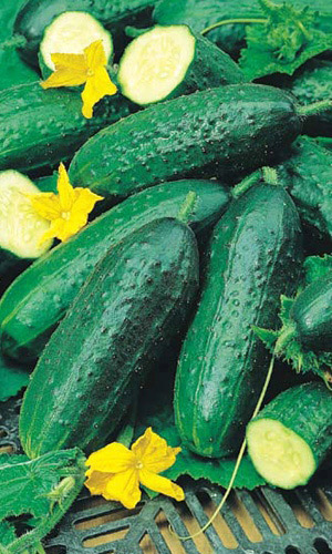 Огурец ЗАДОР F1 &mdash; Для пикулей и корнишонов высшего качества!