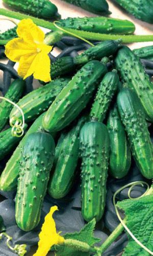Огурец ЖУРАВЛЁНОК F1 &mdash; Классический, высокоурожайный гибрид специально для засола! Устойчив к болезням!