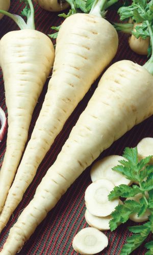 Пастернак БЕЛЫЙ АИСТ