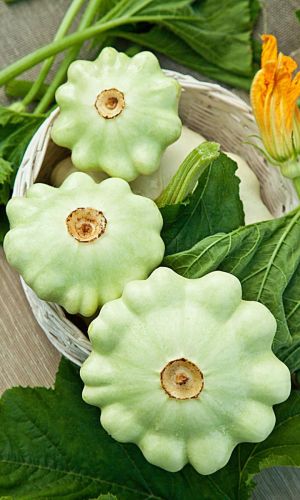 Патиссон ПЯТАЧОК