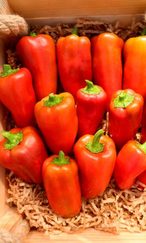 Перец БУЯН &mdash; Устойчив к пониженным температурам! Даёт стабильный урожай в холодное лето!