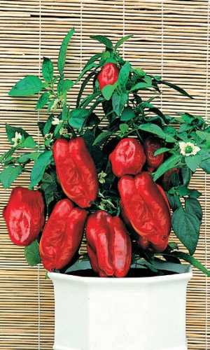 Перец ГНОМИК &mdash; Суперсладкий, усыпан плодами!