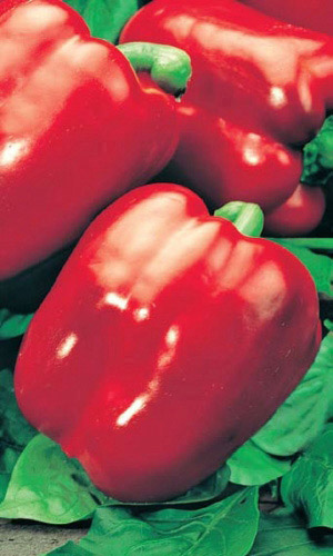 Перец ИОЛО ВОНДЕР