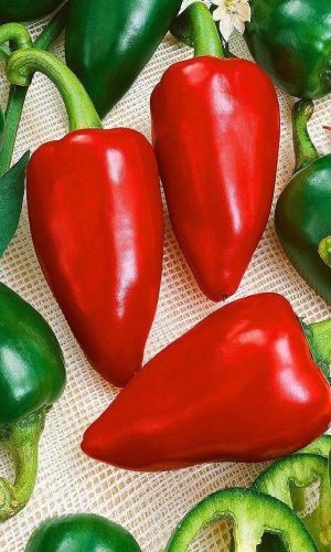 Перец КРАСАВЕЦ ПРИОБЬЯ &mdash; Скороспелый! Крупноплодный! Устойчив к болезням!