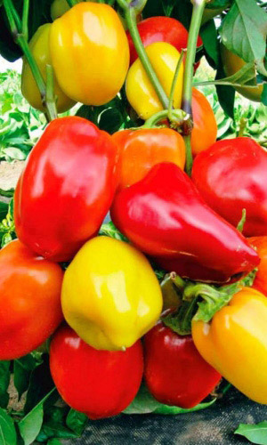 Перец КУПЕЦ &mdash; Обильный! Подходит для рыночных продаж!