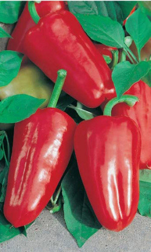 Перец ЛАСТОЧКА