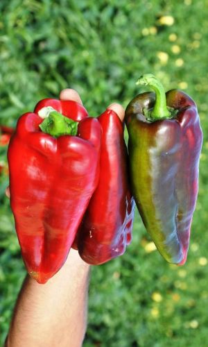 Перец МЕРСЕДЕС &mdash; Одновременно до 20 плодов на растении! Устойчив к болезням!