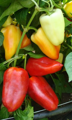 Перец МУСТАНГ &mdash; Раннеспелый! Холодостойкий! Идеально подойдёт для лечо!