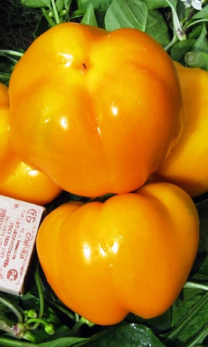 Перец ОРАНЖЕВЫЙ ЮБИЛЕЙ