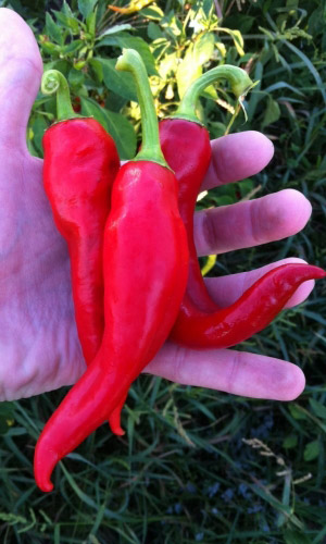 Перец острый СЛОНОВИЙ ХОБОТ